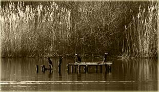 Cormorans