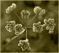 fleurs