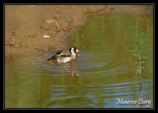 Chardonneret