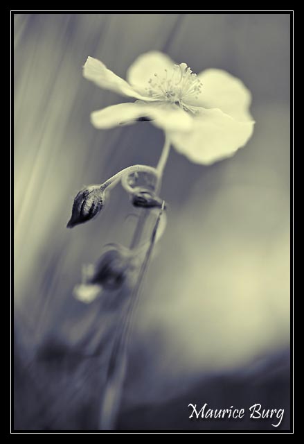 fleur