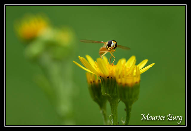 insecte
