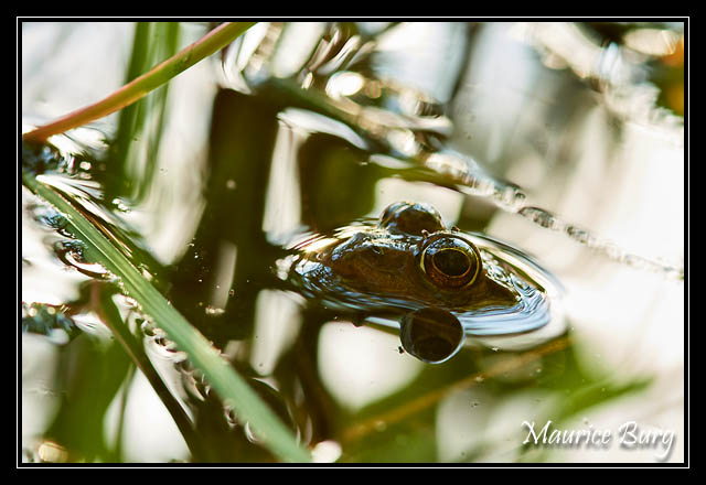grenouille