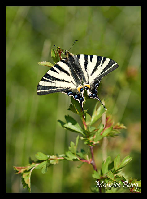 Papillon