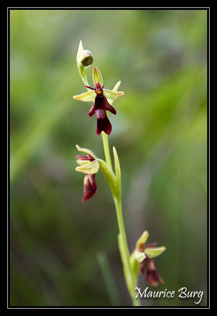 Ophrys