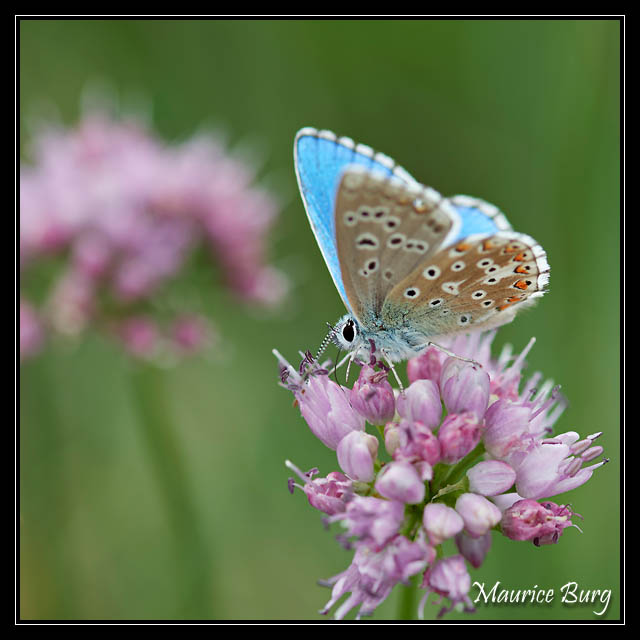 papillon