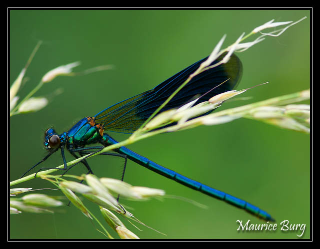 Calopteryx