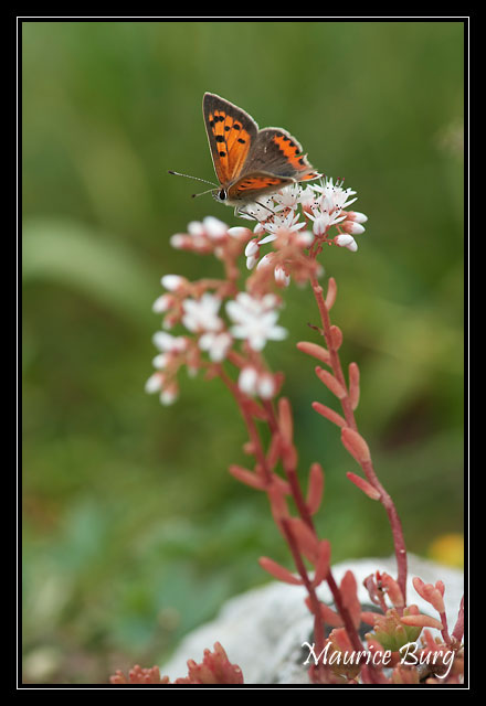 Papillon