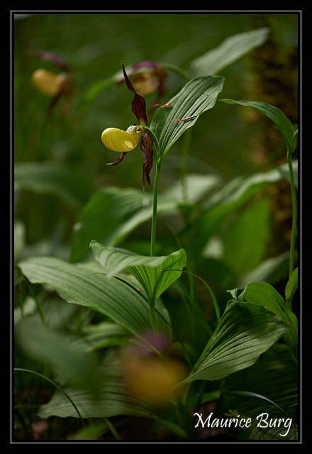 orchidée