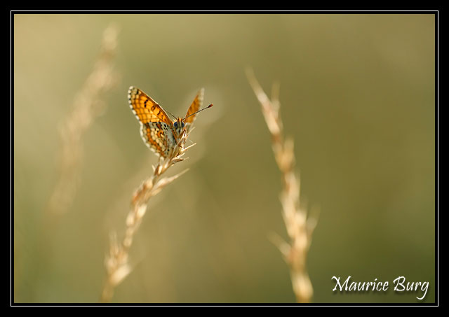 Papillon