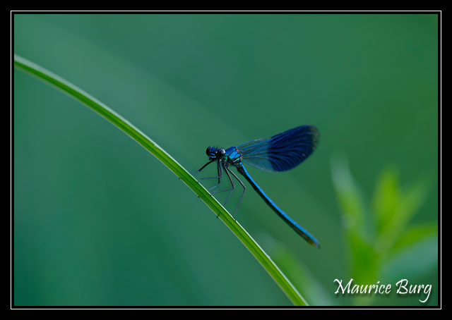 Calopteryx