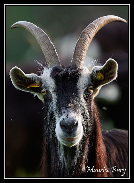 Chèvre 