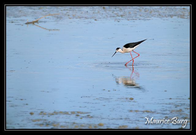 Échasse blanche