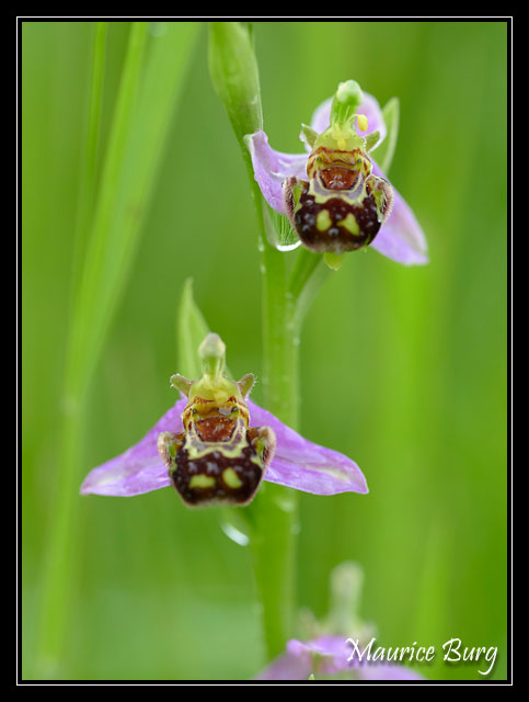 Ophrys abeille