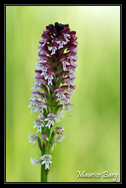 Orchidée