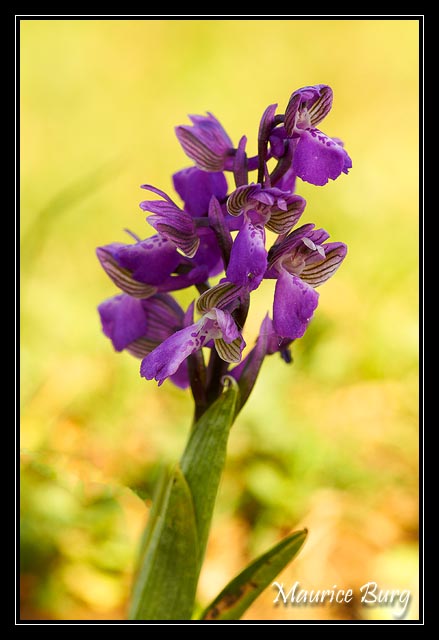 Orchis bouffon