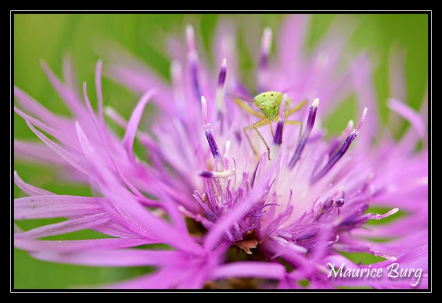 paradis mauve