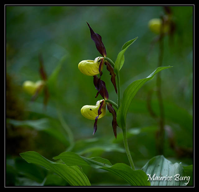 Orchidées
