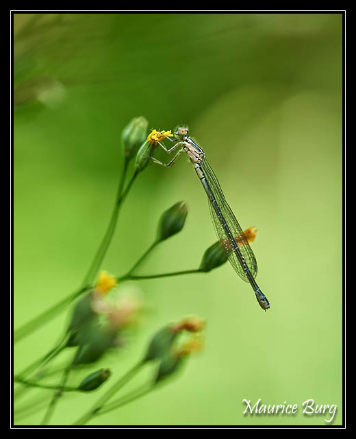 agrion