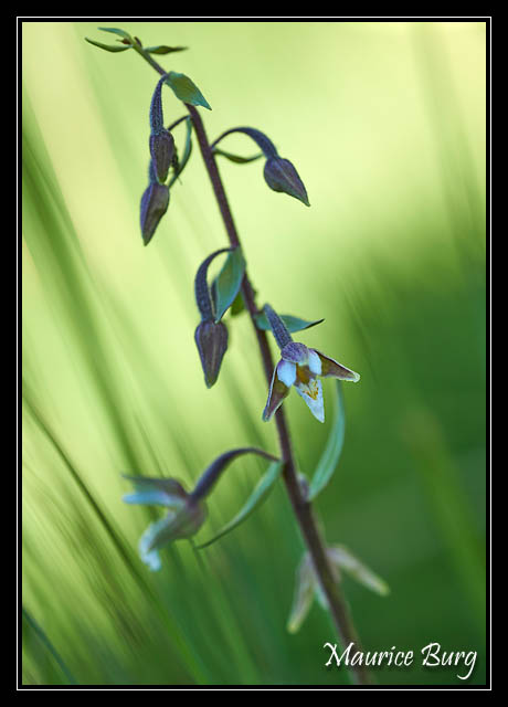 Orchidée