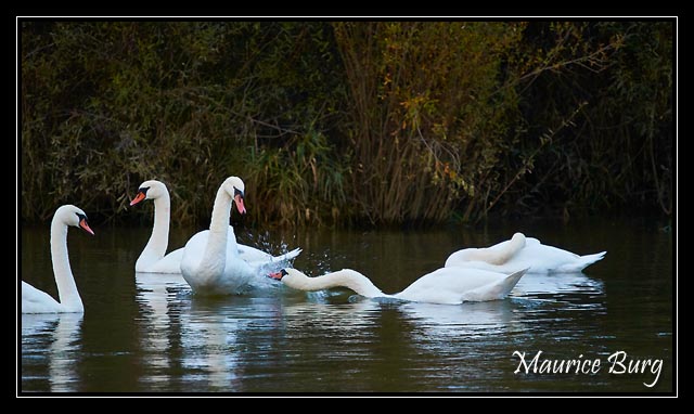 cygnes