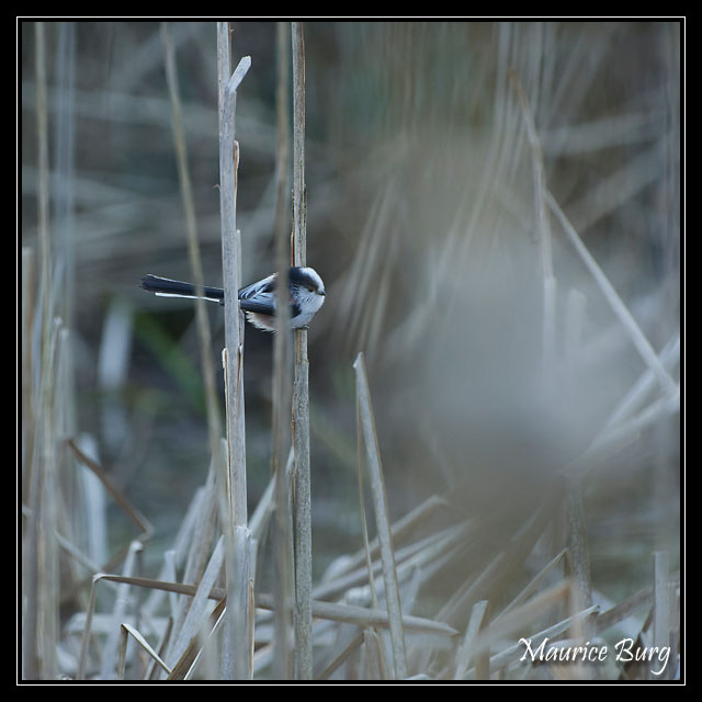 Mésange