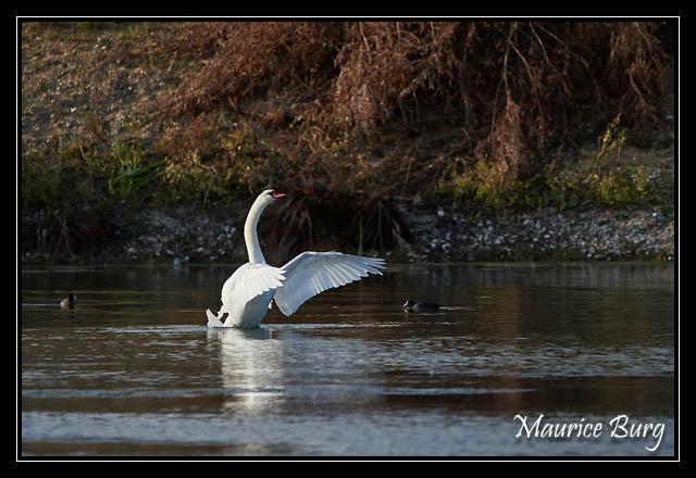 Cygne