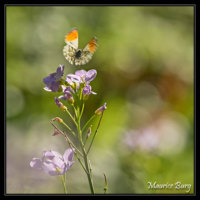 papillon