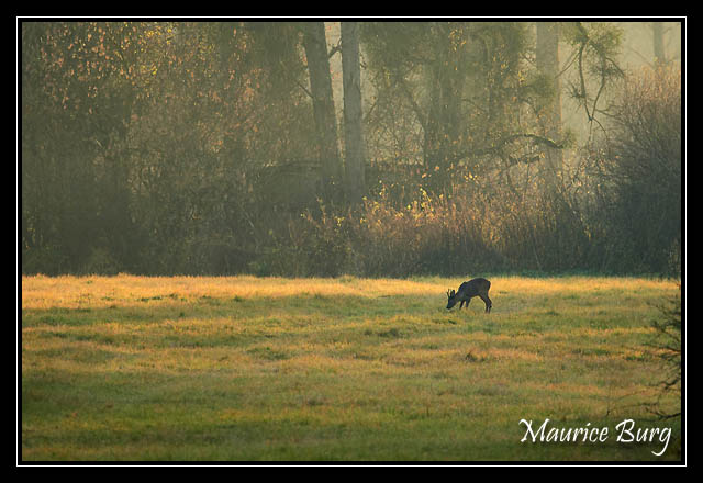 Le Prince des bois