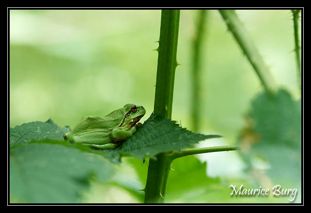 grenouille