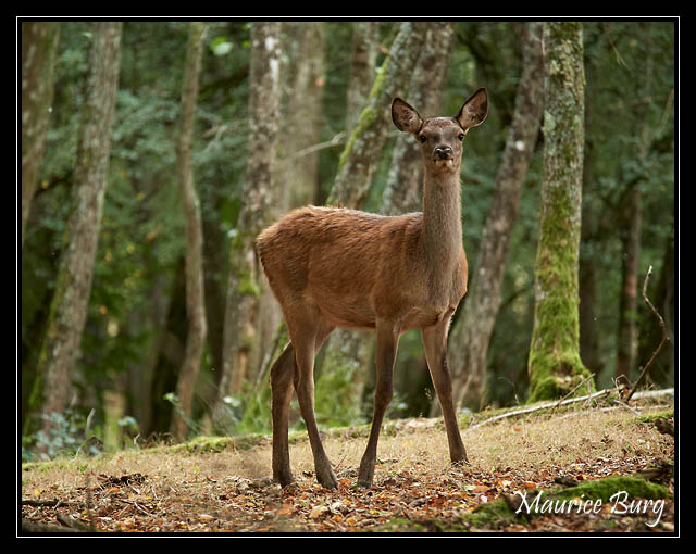 Biche