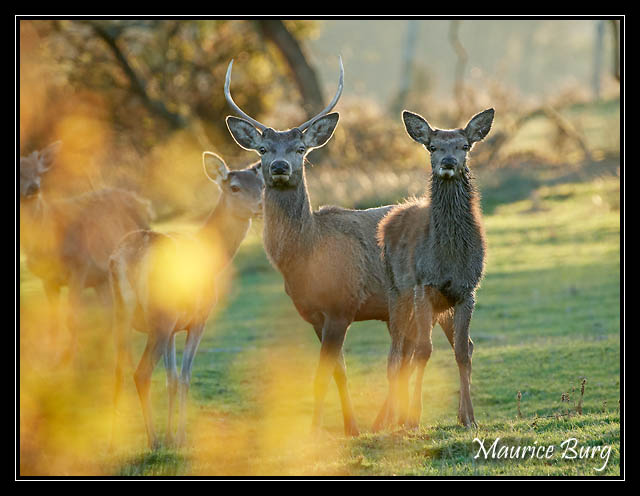 cerfs