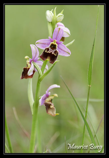 Orchidée