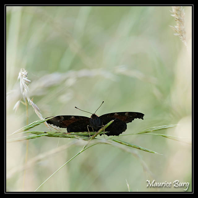 papillon