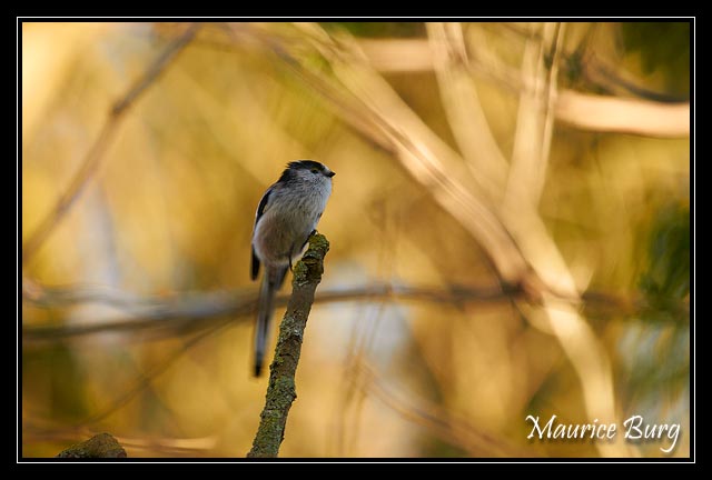 Mésange