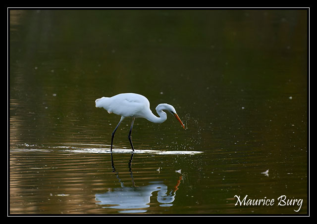 Aigrette