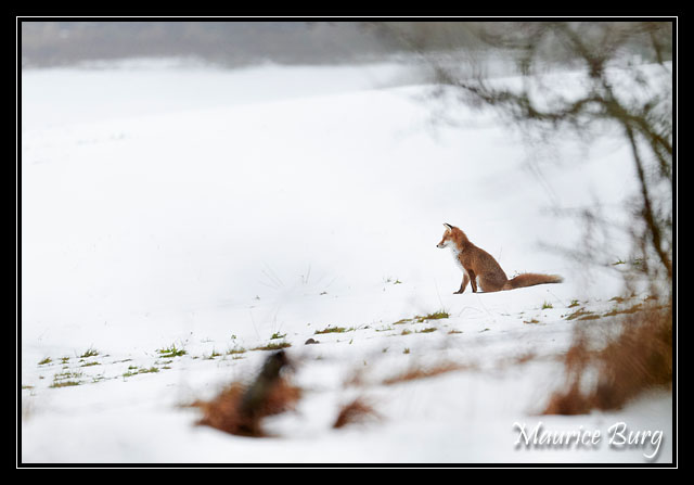 Renard