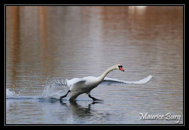 Cygne