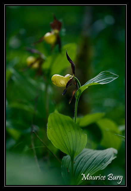 orchidées