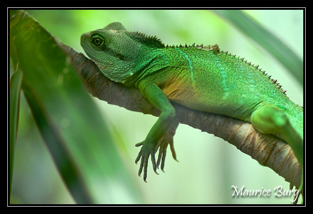 Iguane