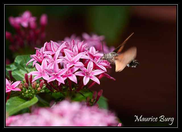 papillon