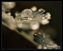 Perles beiges