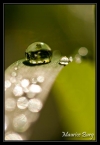 Perles vertes
