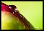 Perles rouges