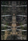 Totem 1