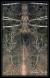Totem 2