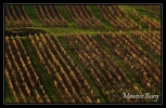 Vignes d'automne