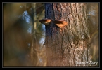 Les yeux de la forêt !