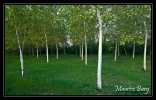 Arbres