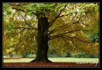 Arbre d'automne