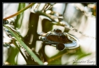 Grenouille verte